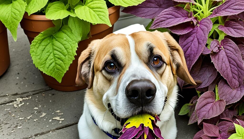 symptoms of coleus poisoning in dogs
