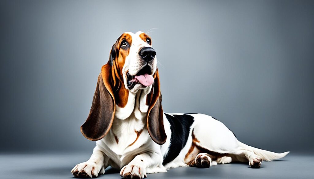 High-quality Basset Hound photo
